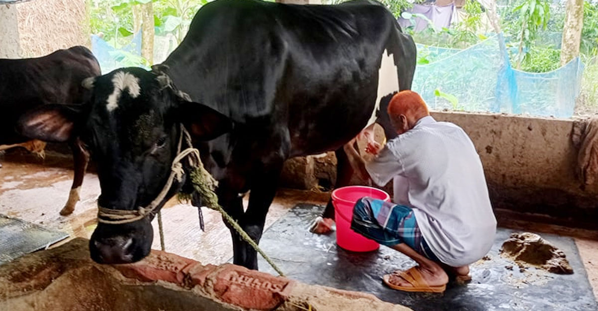 বাচ্চা প্রসব না করেই ৬ লিটার দুধ দিচ্ছে গরু