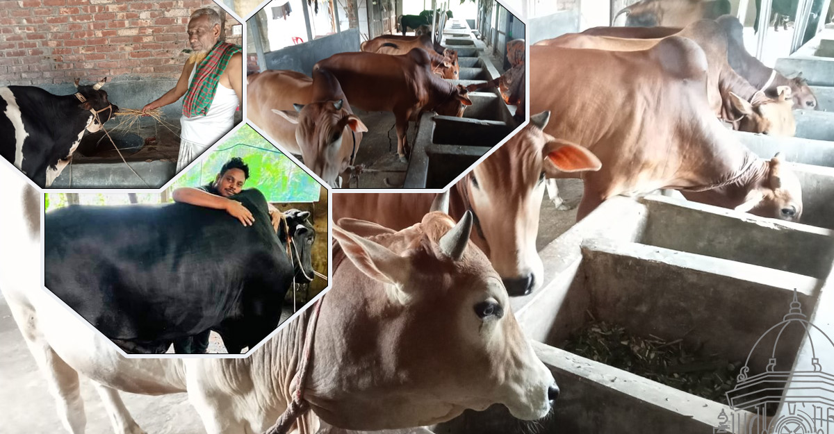 নাটোরে কোরবানির পশু পরিচর্যায় ব্যস্ত খামারিরা