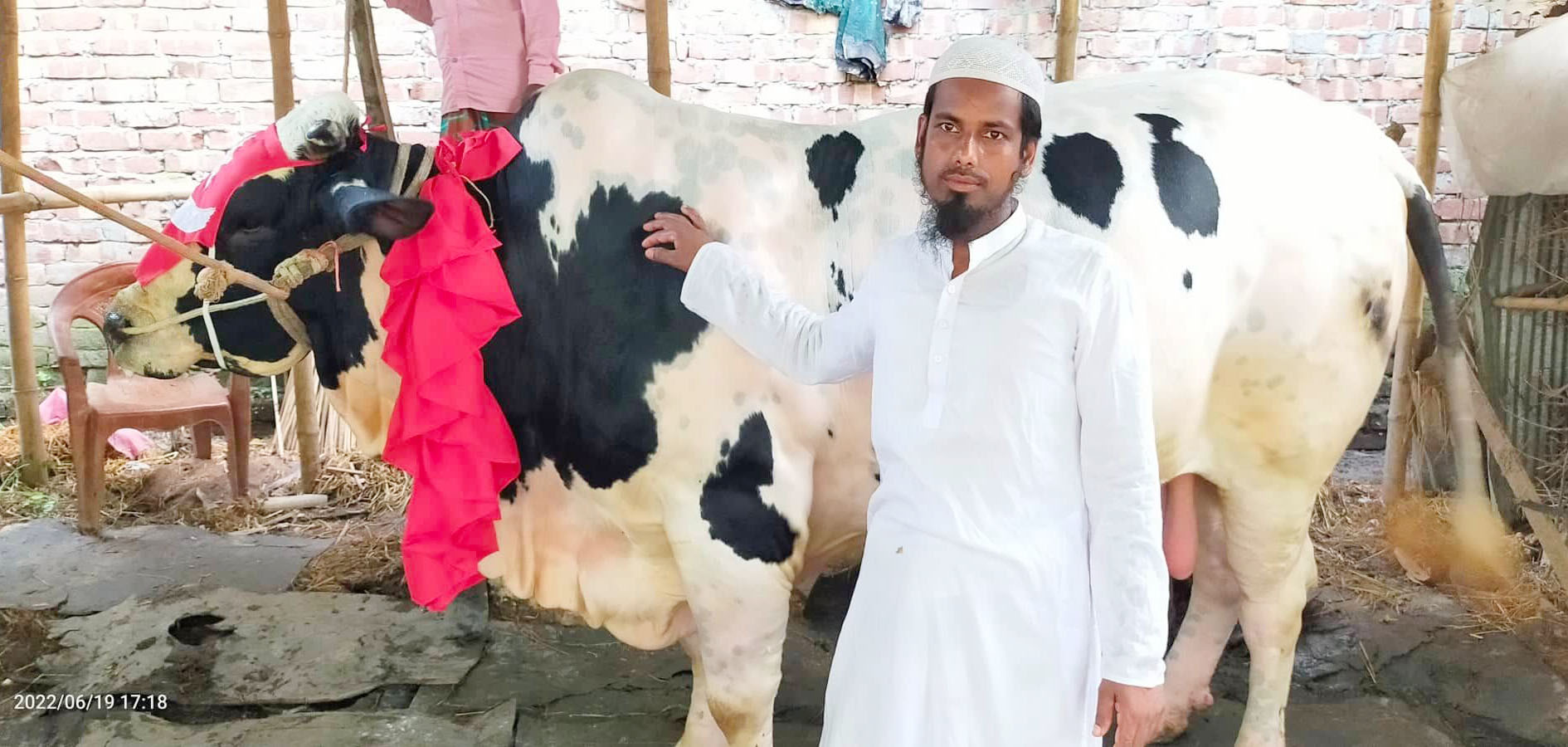 কোরবানীর ঈদে নজর কাড়বে গুরুদাসপুরের ষাড়‘বাবু সাহেব’