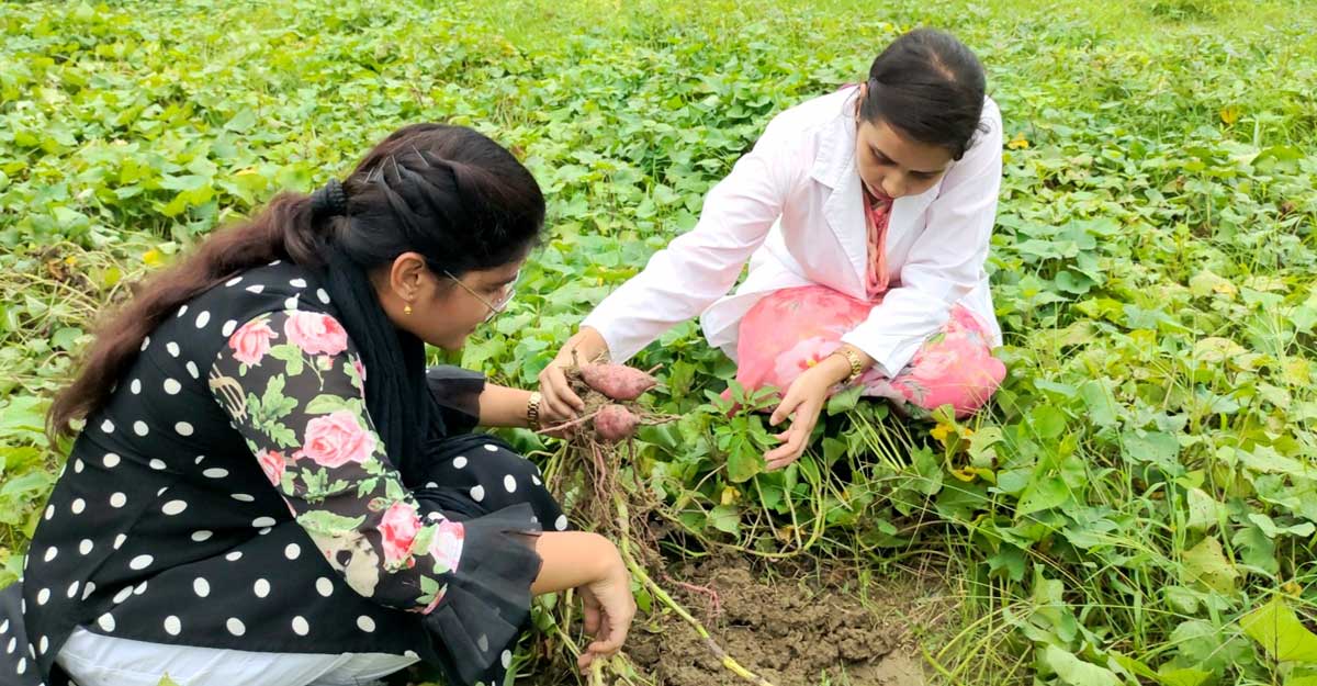মিষ্টি আলুর নতুন ৩ জাত উদ্ভাবন, বাড়বে উৎপাদন
