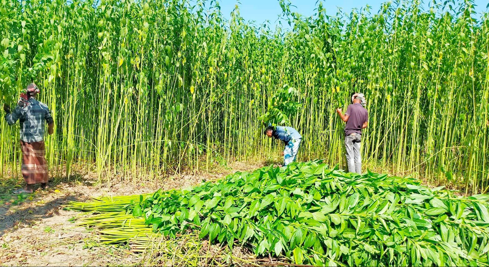 গুরুদাসপুরে রোদে পুড়ছে পাট,পানির জন্য কৃষকের হাহাকার