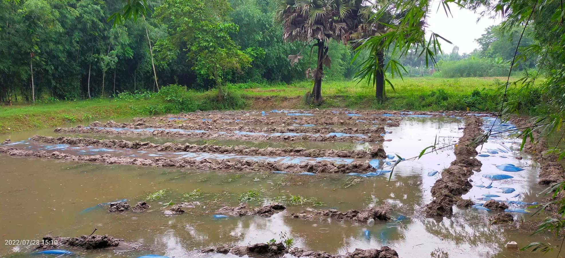 পাট জাগে ভাড়া পুকুরই চাষিদের ভরসা