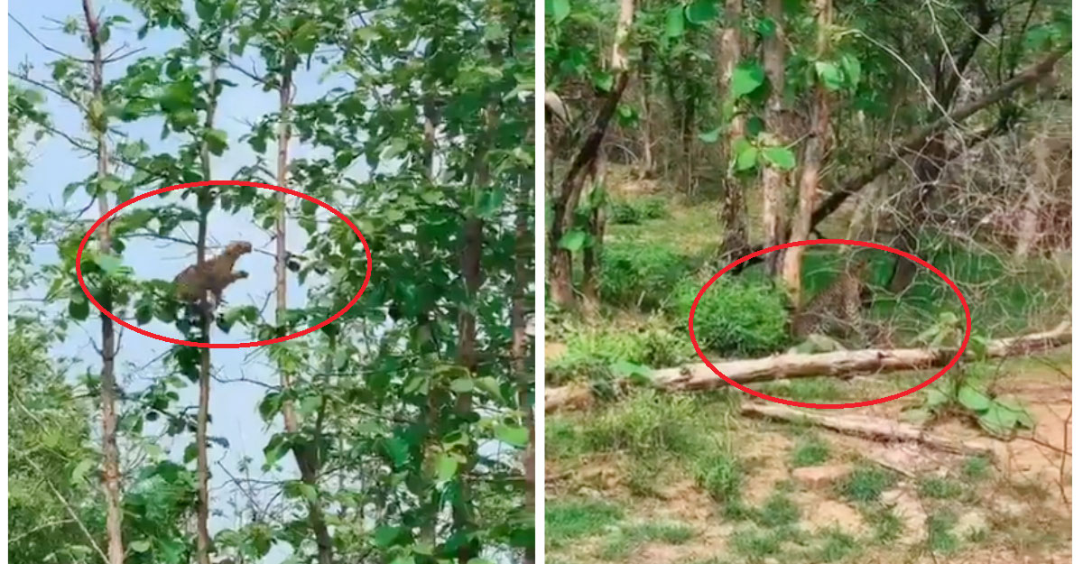 ২০ ফুট উঁচু গাছে চড়ে হনুমান শিকার করল চিতাবাঘ!