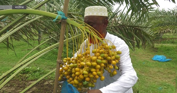 নাটোরে সৌদির খেজুর ‘আজওয়া’ চাষ হচ্ছে