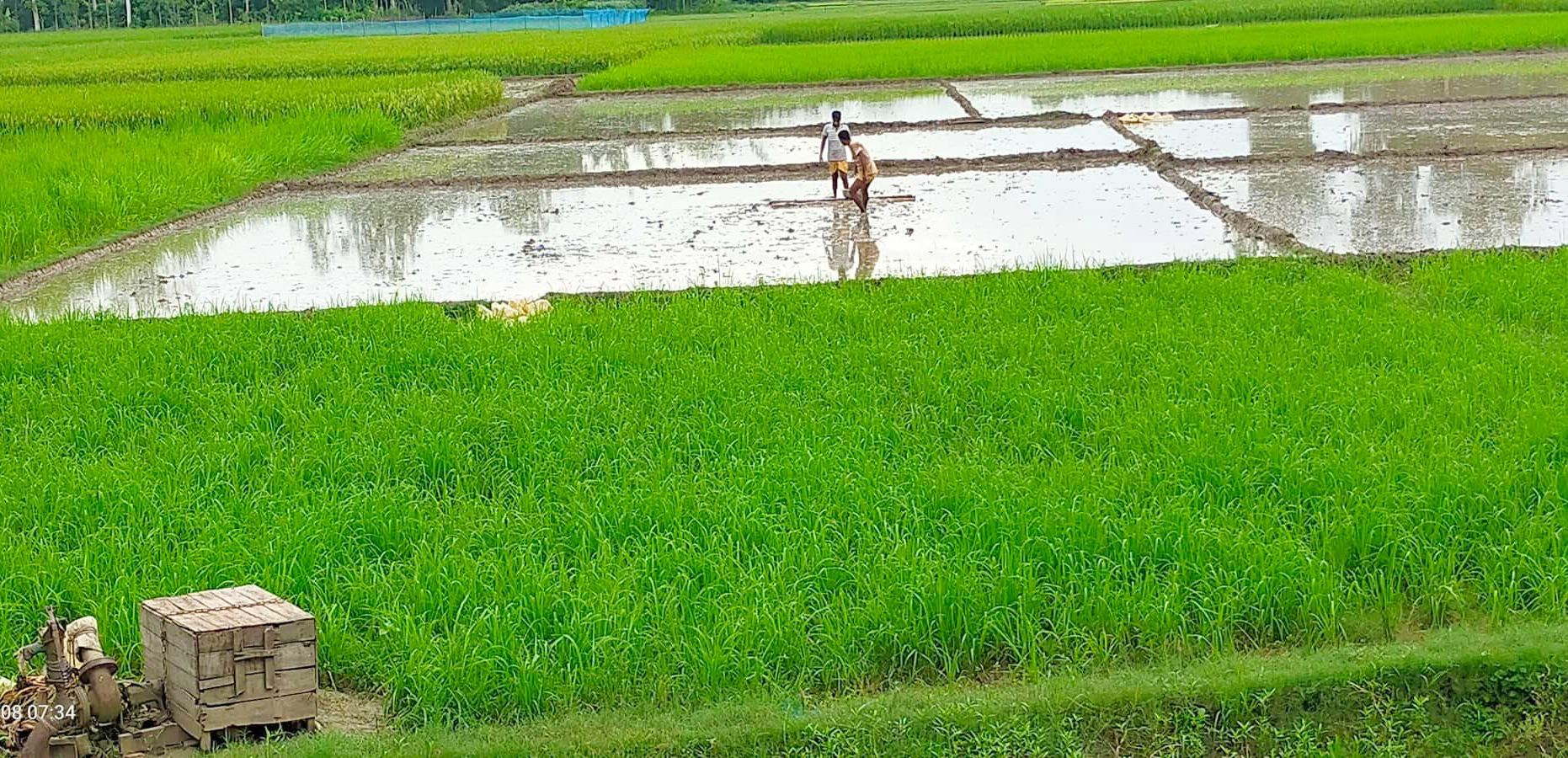 গুরুদাসপুরে কৃষকদের চাষ ও সেচের জন্য গুনতে হচ্ছে বাড়তি টাকা