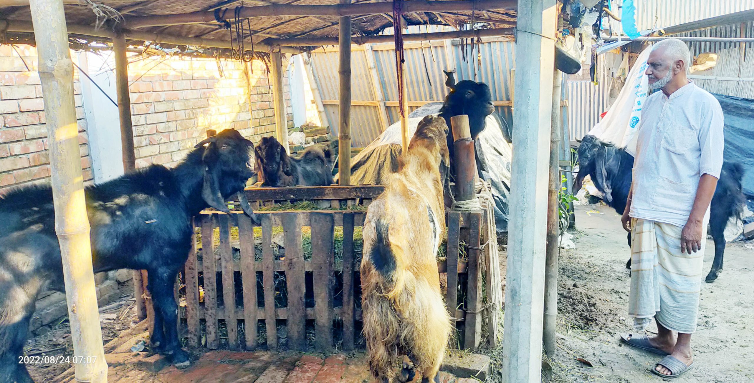 ছাগল প্রজনন খামারে মতির ভাগ্যবদল