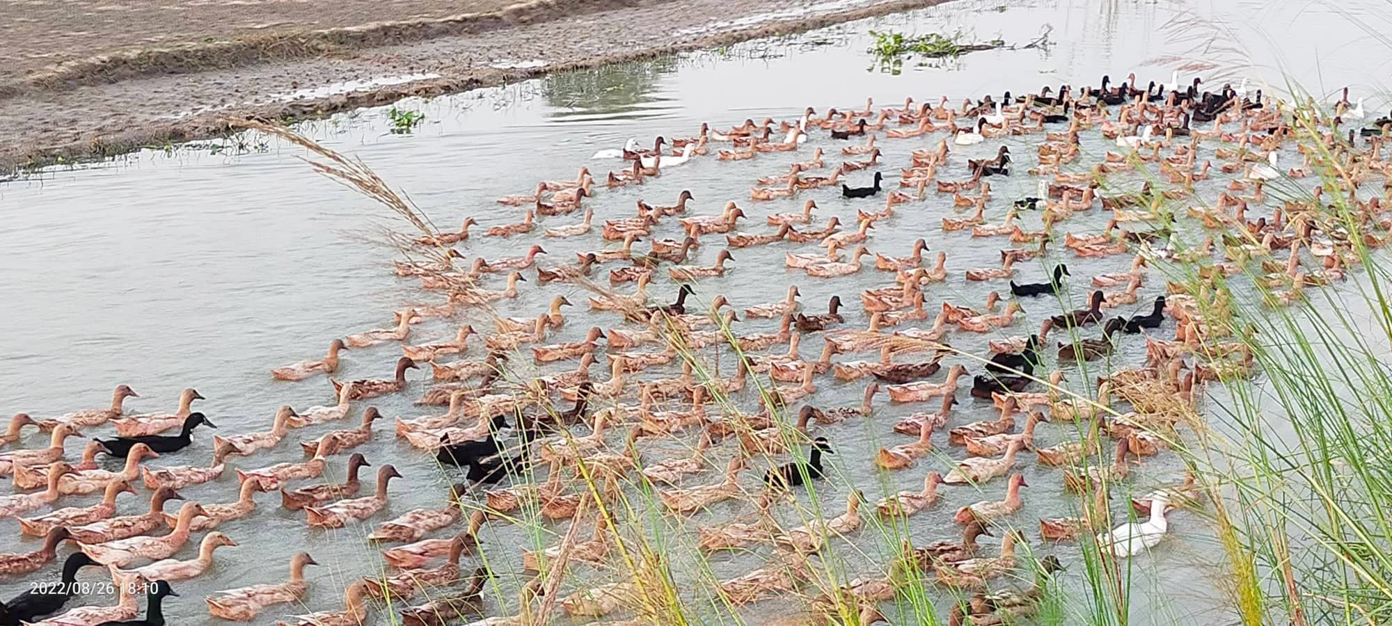 চলনবিলে ভ্রাম্যমান হাঁসের খামার দুই বন্ধুর ভাগ্যবদল