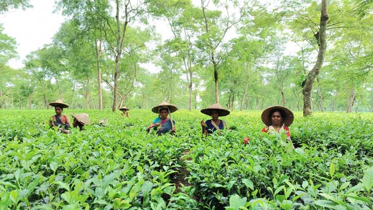 চা-শ্রমিকদের মজুরি বৃদ্ধি