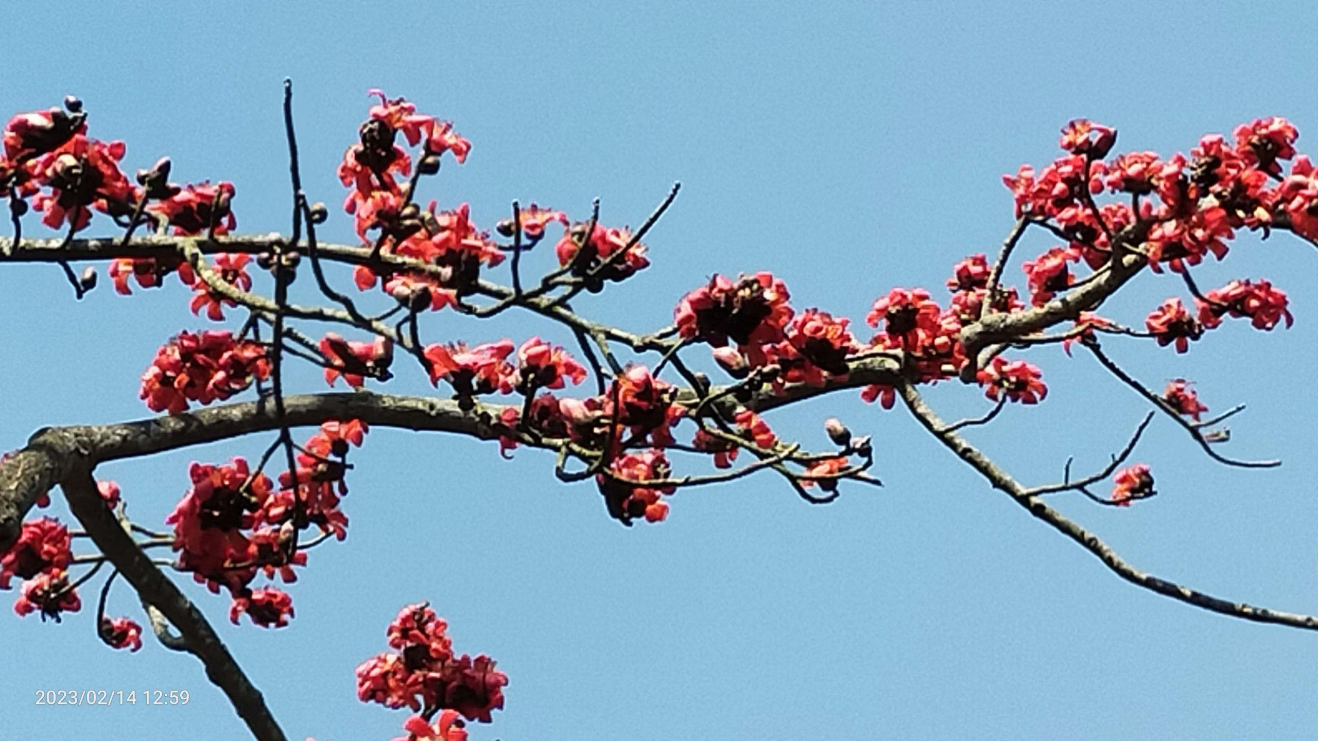 প্রকৃতিকে রাঙাতে রুপময় বসন্তের আগমন