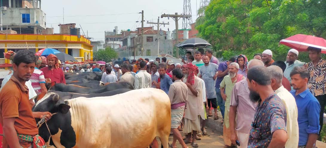 গুরুদাসপুরে কোরবানীর পশুর দাম কম-বিক্রেতাদের মলিন মুখ