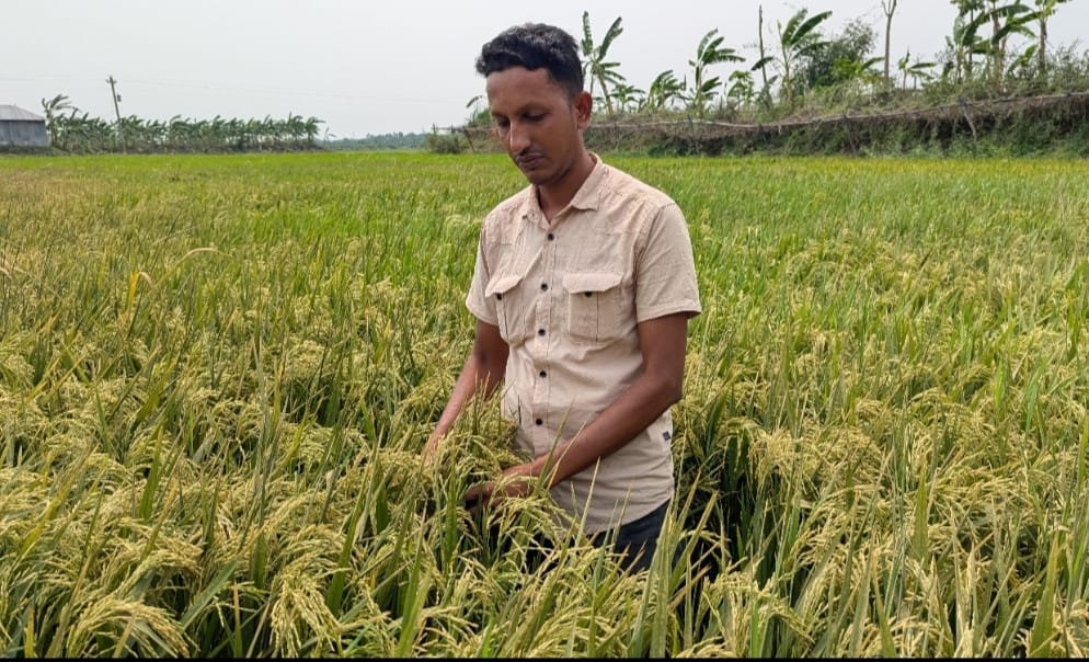 গুরুদাসপুরে আগাছানাশক ছিটিয়ে কৃষকের ফসল নষ্টের অভিযোগ