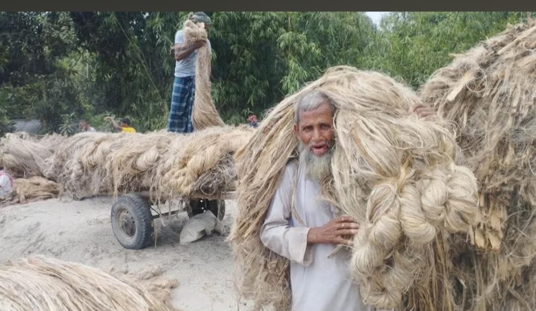 সিন্ডিকেটের কবজায় পাটের বাজার, দাম বিপর্যয়ে চাষীদের ক্ষোভ